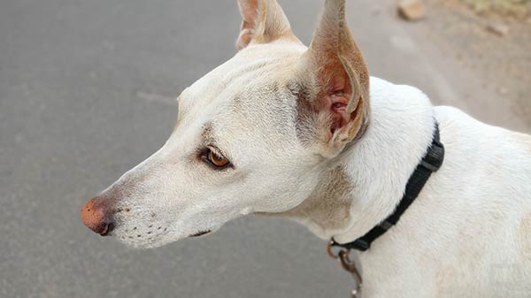 Realme Narzo 50 Performance: What The Benchmarks Say?