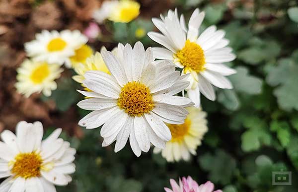 Xiaomi 11T Pro Camera Hardware Specs