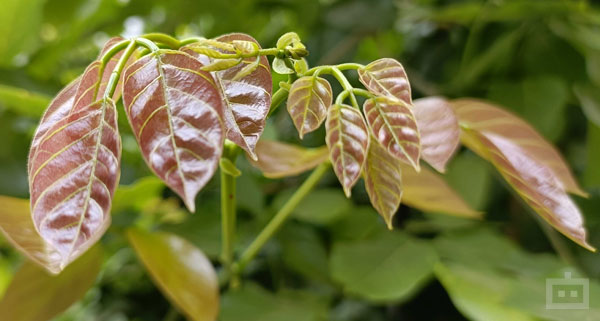 OnePlus Nord CE 2 5G Review: Cameras