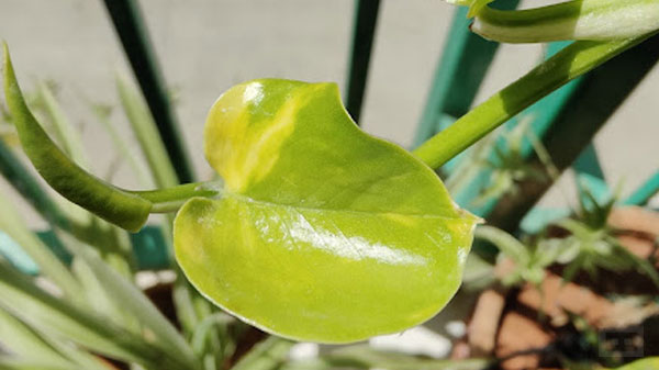  Hasselblad Camera for Mobile