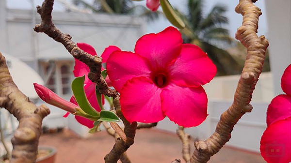 Realme 9 5G SE Camera Needs Some Improvement 