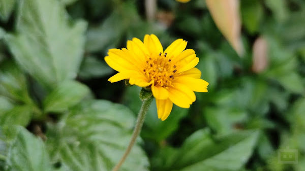 Redmi Note 11 Pro+ 5G 108MP Camera Review