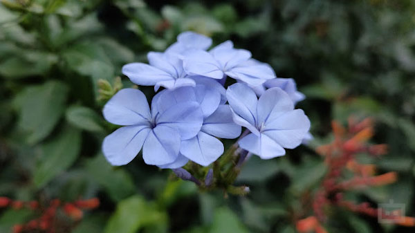 Redmi Note 11 Pro+ 5G 108MP Camera Review