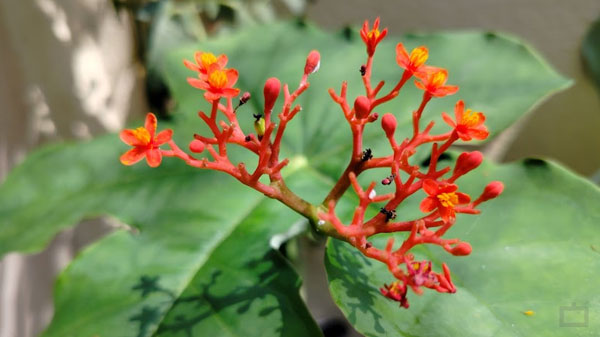 misses out on 5G connectivity