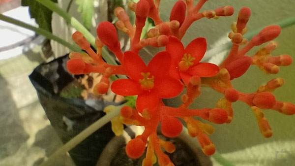 Realme 9 Hardware Performance: Benchmark Evaluation