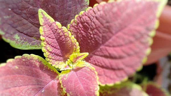 Realme 9 Camera Performance: Highlight Of The Phone