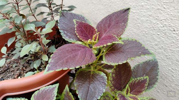 Realme 9 Verdict: Should You Invest In 4G?