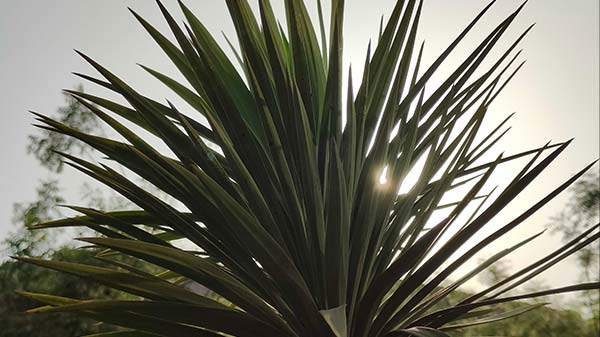 Realme GT 2 Pro Camera Performance