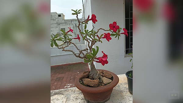 Infinix Note 12 Turbo Camera Sample