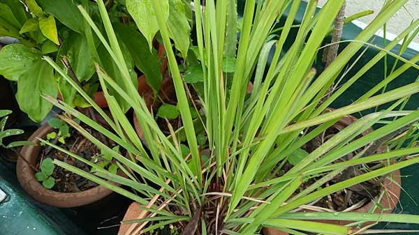 Realme Narzo 50 5G Cameras: Pretty Basic