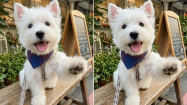 Best 6 Online Image Enhancers to Fix Blurry Pet Photos Best 6 Online Image Enhancers to Fix Blurry Pet Photos