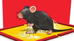 Rat killing trap: ಇಲಿ ಕೊಲ್ಲುವ ಟ್ರ್ಯಾಪ್ ಮಾರಾಟದ ಮೇಲೆ ನಿರ್ಬಂಧ! ಅಮೆಜಾನ್,ಫ್ಲಿಪ್‌ಕಾರ್ಟ್‌ನಿಂದ ಮಹತ್ವದ ನಿರ್ಧಾರ