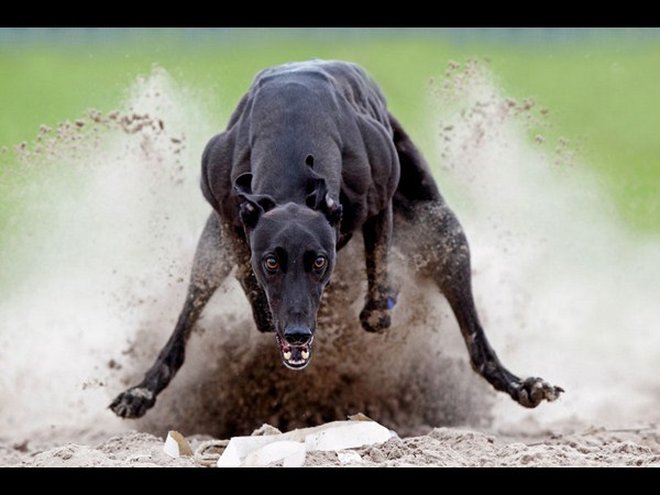 ಸೋನಿ ಫೋಟೋಗ್ರಾಫಿಕ್‌ ಅವಾರ್ಡ್‌ ಪಡೆದ ಫೋಟೋಗಳು