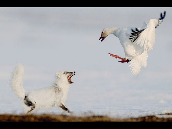 ಸೋನಿ ಫೋಟೋಗ್ರಾಫಿಕ್‌ ಅವಾರ್ಡ್‌ ಪಡೆದ ಫೋಟೋಗಳು
