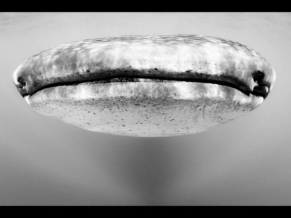 ಸೋನಿ ಫೋಟೋಗ್ರಾಫಿಕ್‌ ಅವಾರ್ಡ್‌ ಪಡೆದ ಫೋಟೋಗಳು