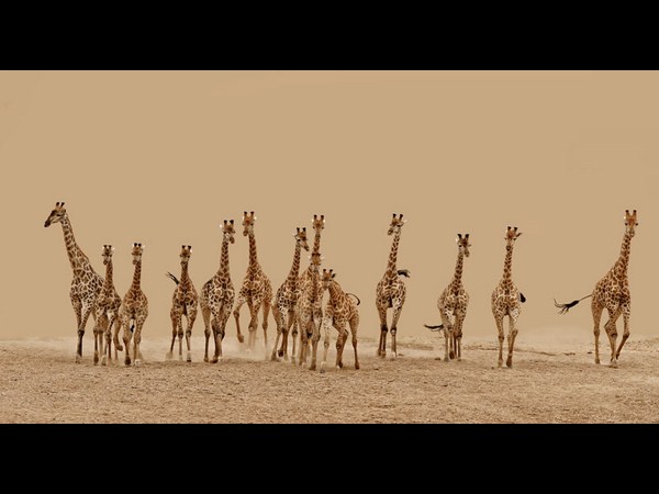 ಸೋನಿ ಫೋಟೋಗ್ರಾಫಿಕ್‌ ಅವಾರ್ಡ್‌ ಪಡೆದ ಫೋಟೋಗಳು