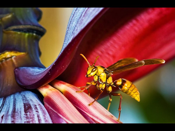 ಸೋನಿ ಫೋಟೋಗ್ರಾಫಿಕ್‌ ಅವಾರ್ಡ್‌ ಪಡೆದ ಫೋಟೋಗಳು