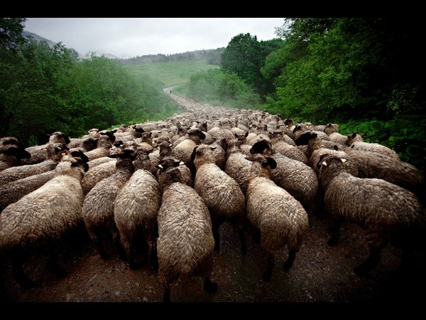 ಸೋನಿ ಫೋಟೋಗ್ರಾಫಿಕ್‌ ಅವಾರ್ಡ್‌ ಪಡೆದ ಫೋಟೋಗಳು