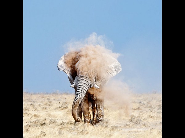 ಸೋನಿ ಫೋಟೋಗ್ರಾಫಿಕ್‌ ಅವಾರ್ಡ್‌ ಪಡೆದ ಫೋಟೋಗಳು