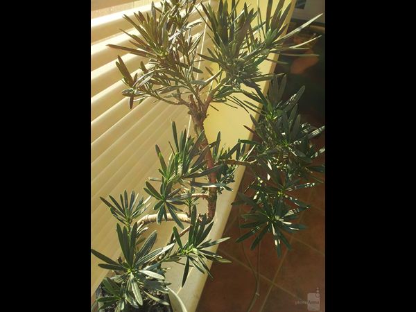 ಮೊಬೈಲ್‌ ಕ್ಲಿಕ್‌