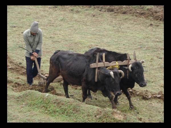 ನಂಬರ್ 10. ನೇಗಿಲು ನಂಬರ್ 10. ನೇಗಿಲು