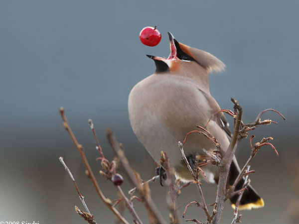 ಫೋಟೋ ಕ್ಲಿಕ್‌ 