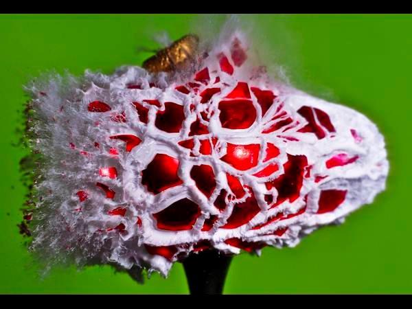 ಹೈಸ್ಪೀಡ್‌ ಫೋಟೋಗ್ರಫಿ