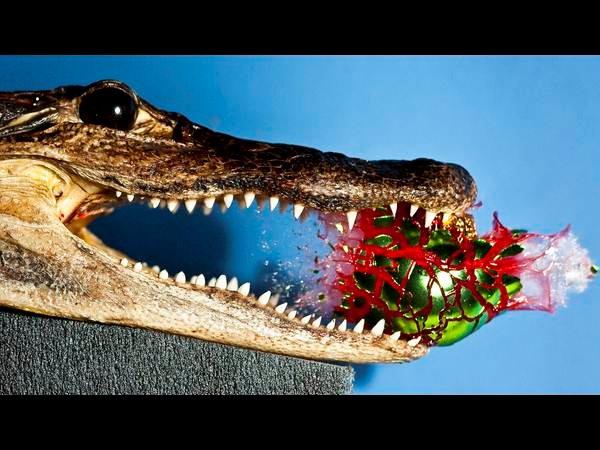 ಹೈಸ್ಪೀಡ್‌ ಫೋಟೋಗ್ರಫಿ