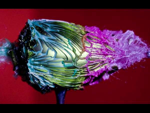 ಹೈಸ್ಪೀಡ್‌ ಫೋಟೋಗ್ರಫಿ