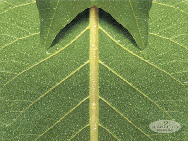 ಪರ್ಫೆಕ್ಟ್‌ ಫೋಟೋ ಎಡಿಟಿಂಗ್‌ ಫೋಟೋಗಳು