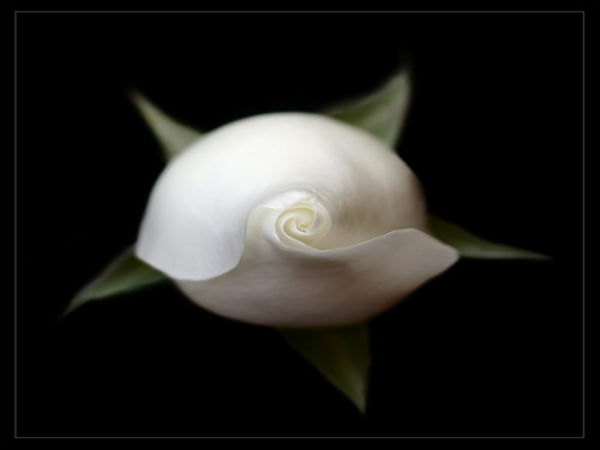 ಪರ್ಫೆಕ್ಟ್‌ ಫೋಟೋ ಎಡಿಟಿಂಗ್‌ ಫೋಟೋಗಳು