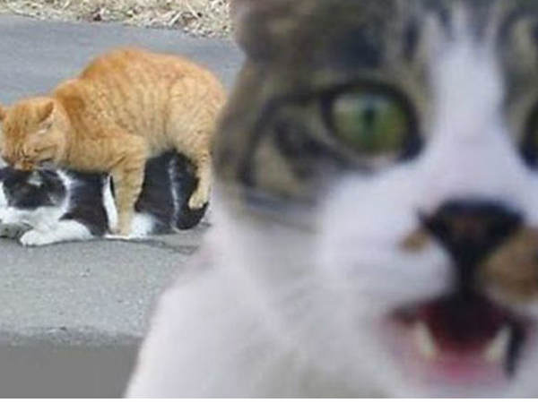 ಕ್ಯಾಮೆರಾಕ್ಕೆ ನನ್ನ ಫೋಸ್ ಹೇಗಿದೆ ? ಕ್ಯಾಮೆರಾಕ್ಕೆ ನನ್ನ ಫೋಸ್ ಹೇಗಿದೆ ?