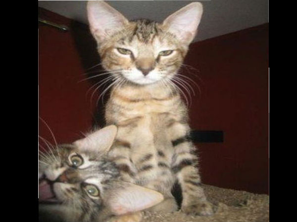 ಕ್ಯಾಮೆರಾಕ್ಕೆ ನನ್ನ ಫೋಸ್ ಹೇಗಿದೆ ? ಕ್ಯಾಮೆರಾಕ್ಕೆ ನನ್ನ ಫೋಸ್ ಹೇಗಿದೆ ?