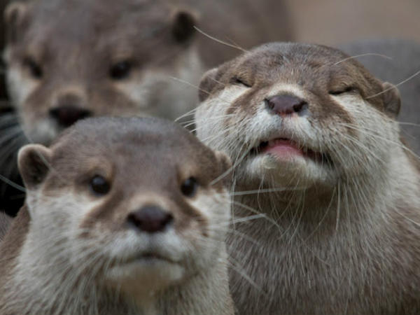 ಕ್ಯಾಮೆರಾಕ್ಕೆ ನನ್ನ ಫೋಸ್ ಹೇಗಿದೆ ? ಕ್ಯಾಮೆರಾಕ್ಕೆ ನನ್ನ ಫೋಸ್ ಹೇಗಿದೆ ?