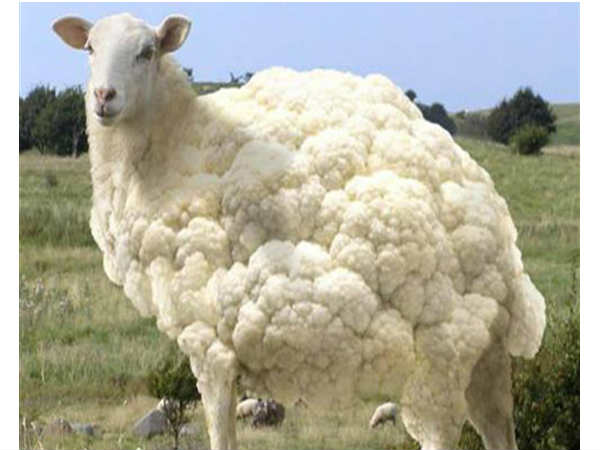 Photoshop Photo Effects Photoshop Photo Effects