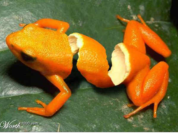 Photoshop Photo Effects Photoshop Photo Effects