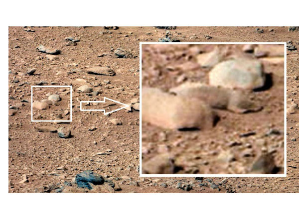 ಮಂಗಳ ಗ್ರಹದಲ್ಲಿ ಇಲಿ ಪತ್ತೆ !