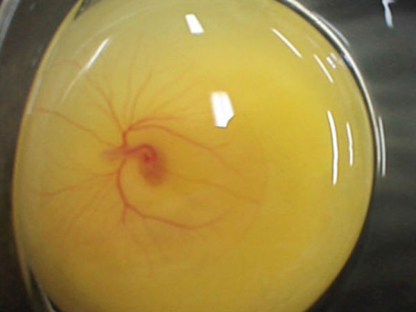 ಪೆಟ್ರಿ ತಟ್ಟೆಯಲ್ಲಿ ಕೋಳಿ ಹೇಗೆ ಬೆಳೆಯುತ್ತದೆ ?