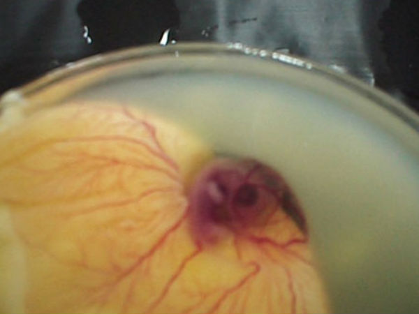 ಪೆಟ್ರಿ ತಟ್ಟೆಯಲ್ಲಿ ಕೋಳಿ ಹೇಗೆ ಬೆಳೆಯುತ್ತದೆ ?