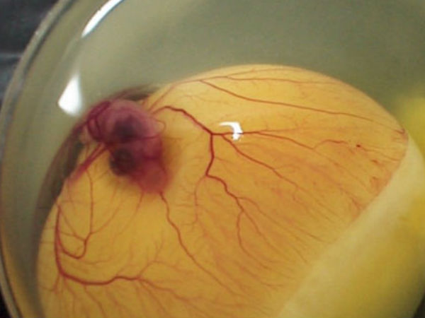 ಪೆಟ್ರಿ ತಟ್ಟೆಯಲ್ಲಿ ಕೋಳಿ ಹೇಗೆ ಬೆಳೆಯುತ್ತದೆ ?