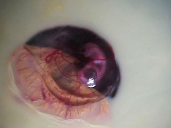 ಪೆಟ್ರಿ ತಟ್ಟೆಯಲ್ಲಿ ಕೋಳಿ ಹೇಗೆ ಬೆಳೆಯುತ್ತದೆ ?