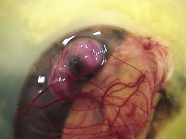 ಪೆಟ್ರಿ ತಟ್ಟೆಯಲ್ಲಿ ಕೋಳಿ ಹೇಗೆ ಬೆಳೆಯುತ್ತದೆ ?