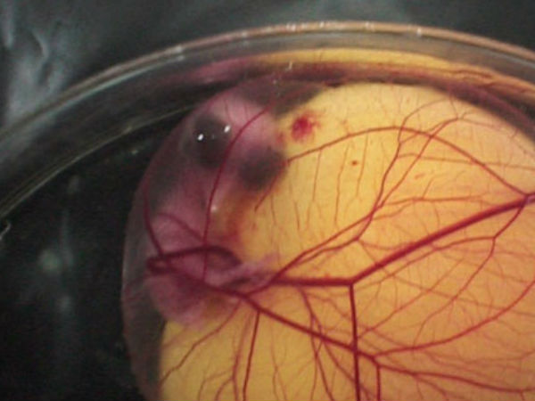 ಪೆಟ್ರಿ ತಟ್ಟೆಯಲ್ಲಿ ಕೋಳಿ ಹೇಗೆ ಬೆಳೆಯುತ್ತದೆ ?