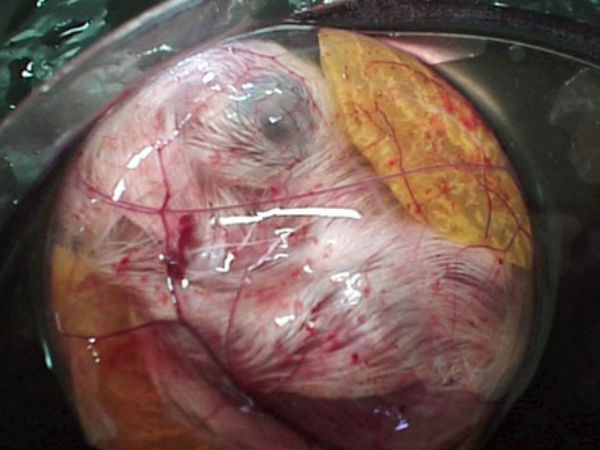 ಪೆಟ್ರಿ ತಟ್ಟೆಯಲ್ಲಿ ಕೋಳಿ ಹೇಗೆ ಬೆಳೆಯುತ್ತದೆ ?