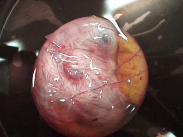 ಪೆಟ್ರಿ ತಟ್ಟೆಯಲ್ಲಿ ಕೋಳಿ ಹೇಗೆ ಬೆಳೆಯುತ್ತದೆ ?