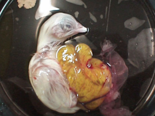 ಪೆಟ್ರಿ ತಟ್ಟೆಯಲ್ಲಿ ಕೋಳಿ ಹೇಗೆ ಬೆಳೆಯುತ್ತದೆ ?