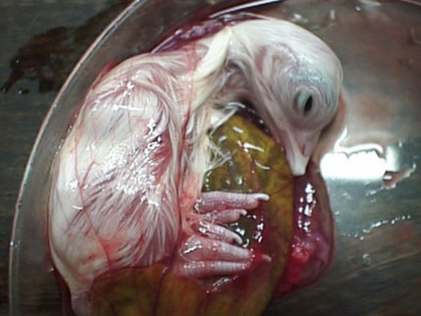 ಪೆಟ್ರಿ ತಟ್ಟೆಯಲ್ಲಿ ಕೋಳಿ ಹೇಗೆ ಬೆಳೆಯುತ್ತದೆ ?