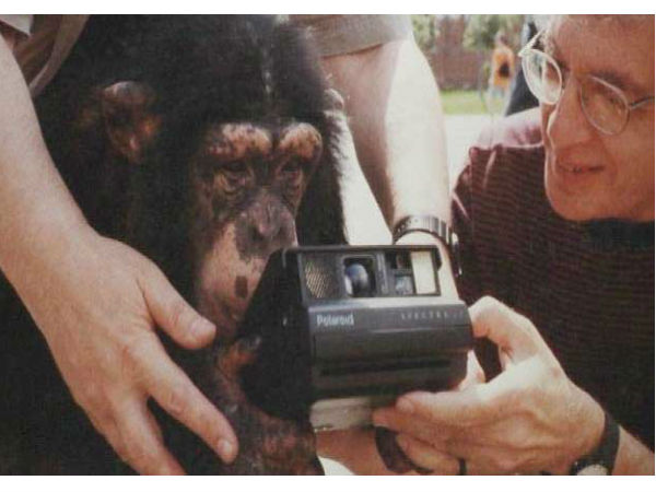  ಹರಾಜಿನಲ್ಲಿ ಚಿಂಪಾಂಜಿ ತೆಗೆದ ಫೋಟೋಗಳಿಗೆ ಬಂಪರ್‌ ದುಡ್ಡು.!