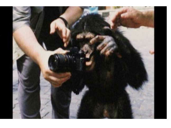  ಹರಾಜಿನಲ್ಲಿ ಚಿಂಪಾಂಜಿ ತೆಗೆದ ಫೋಟೋಗಳಿಗೆ ಬಂಪರ್‌ ದುಡ್ಡು.!