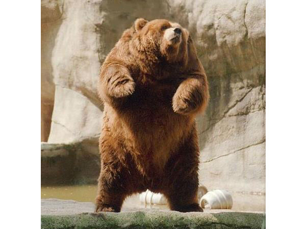 ಕುತ್ತಿಗೆ ಇಲ್ಲದ ಪ್ರಾಣಿಗಳು! ಕುತ್ತಿಗೆ ಇಲ್ಲದ ಪ್ರಾಣಿಗಳು!